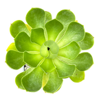 Aeonium 'Limelight'