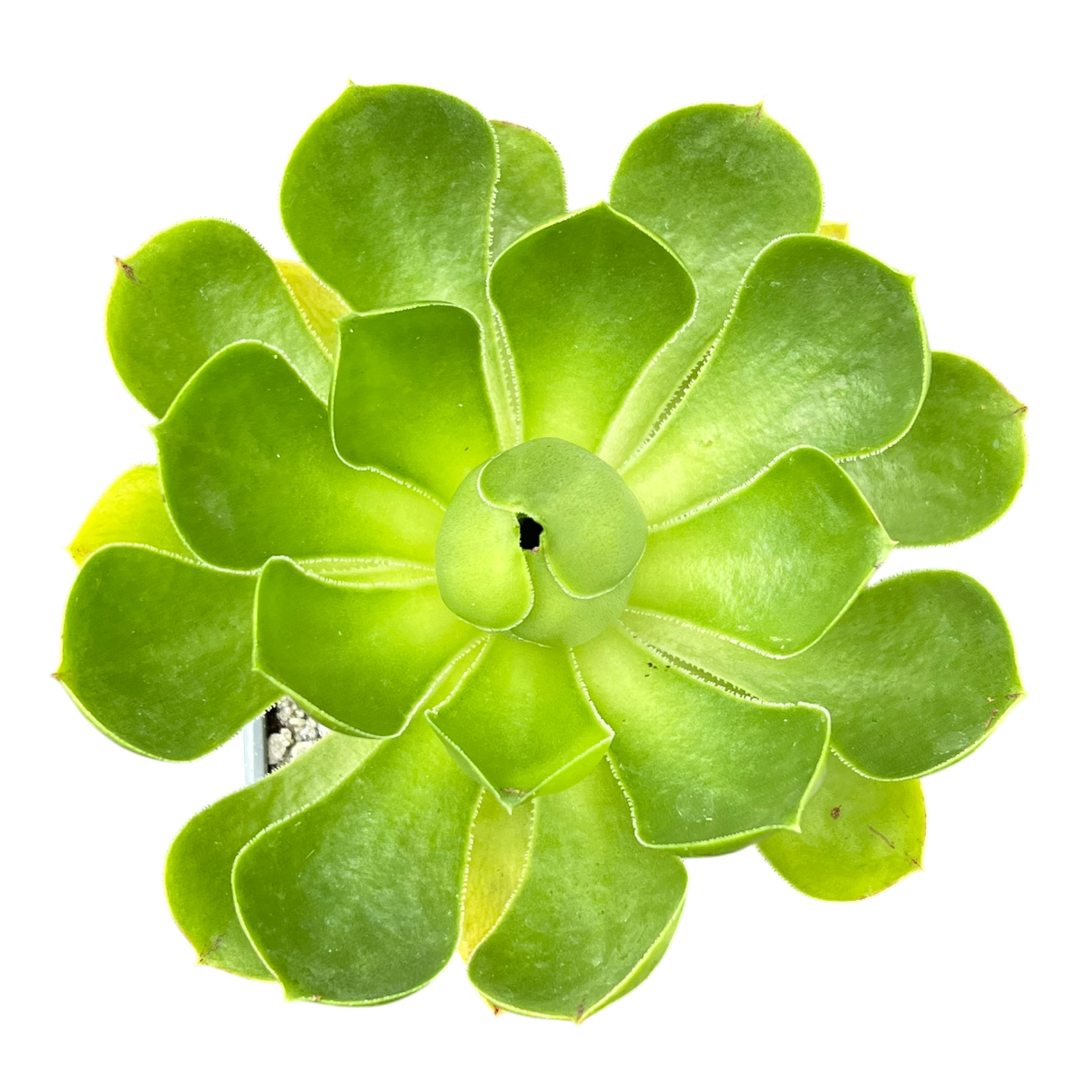 Aeonium 'Limelight'