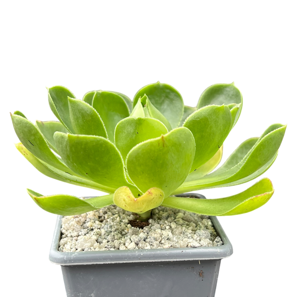 Aeonium 'Limelight'