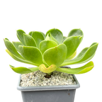 Aeonium 'Limelight'