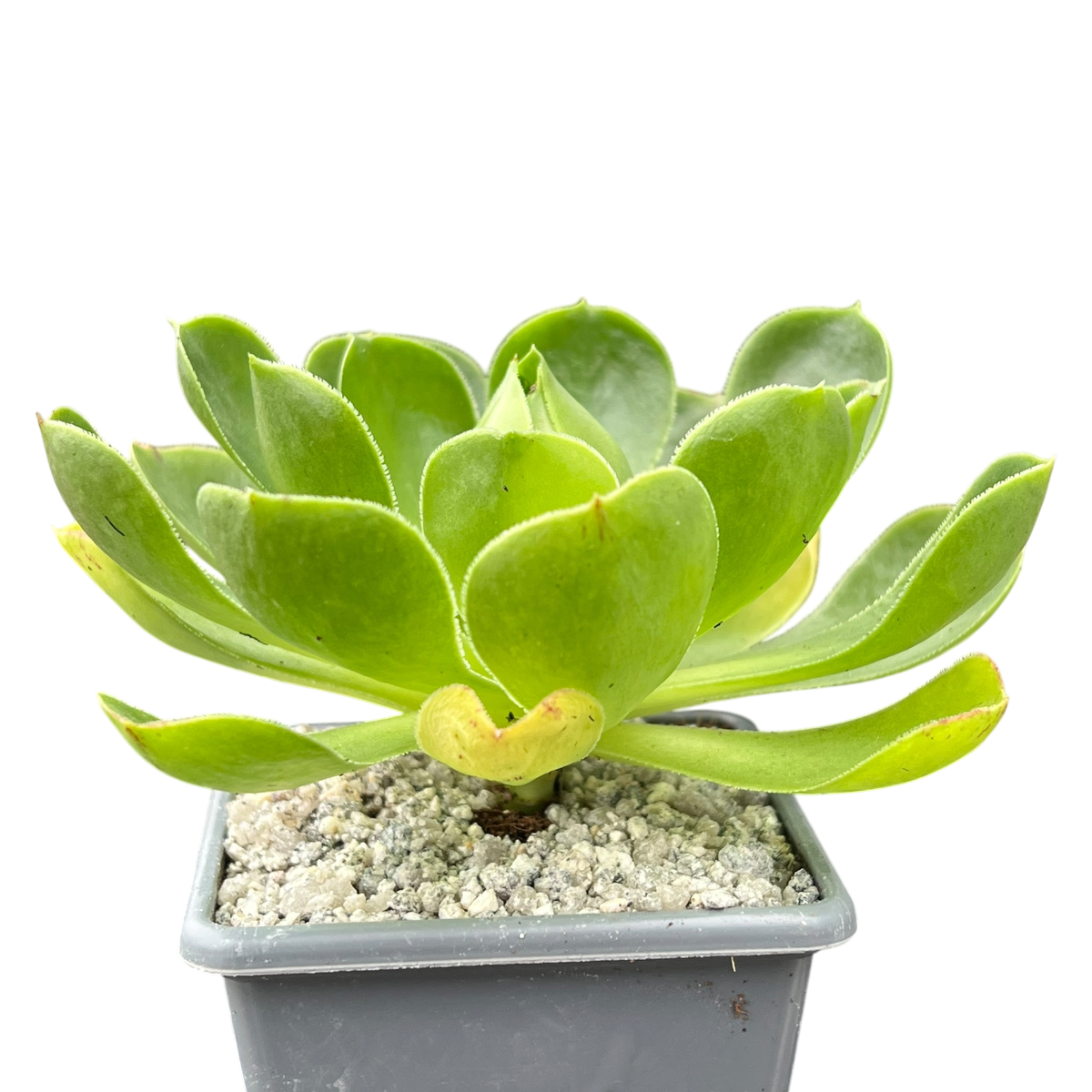 Aeonium 'Limelight'