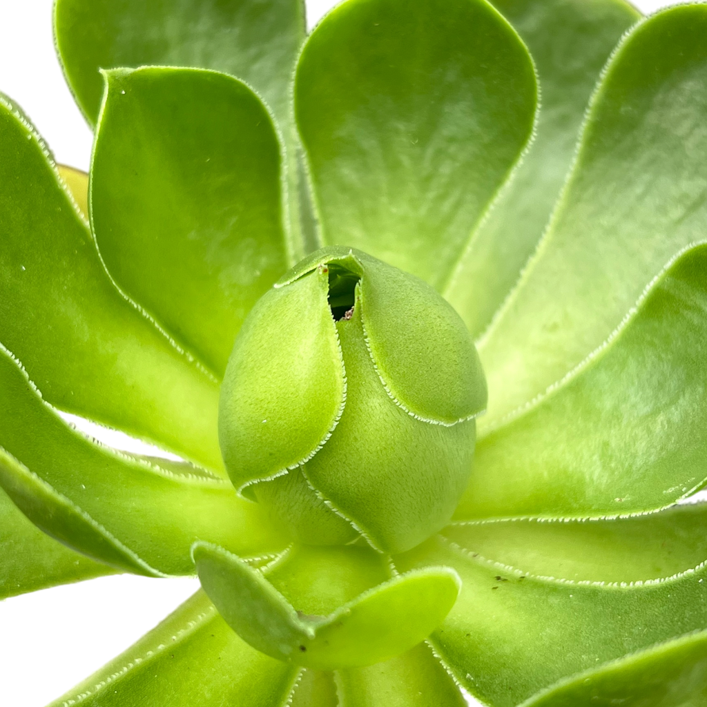 Aeonium 'Limelight'