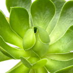 Aeonium 'Limelight'