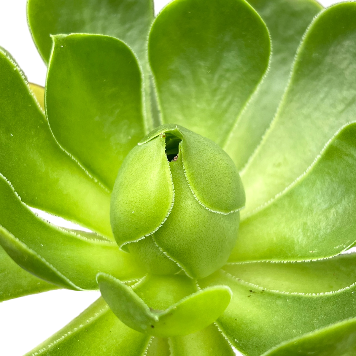 Aeonium 'Limelight'