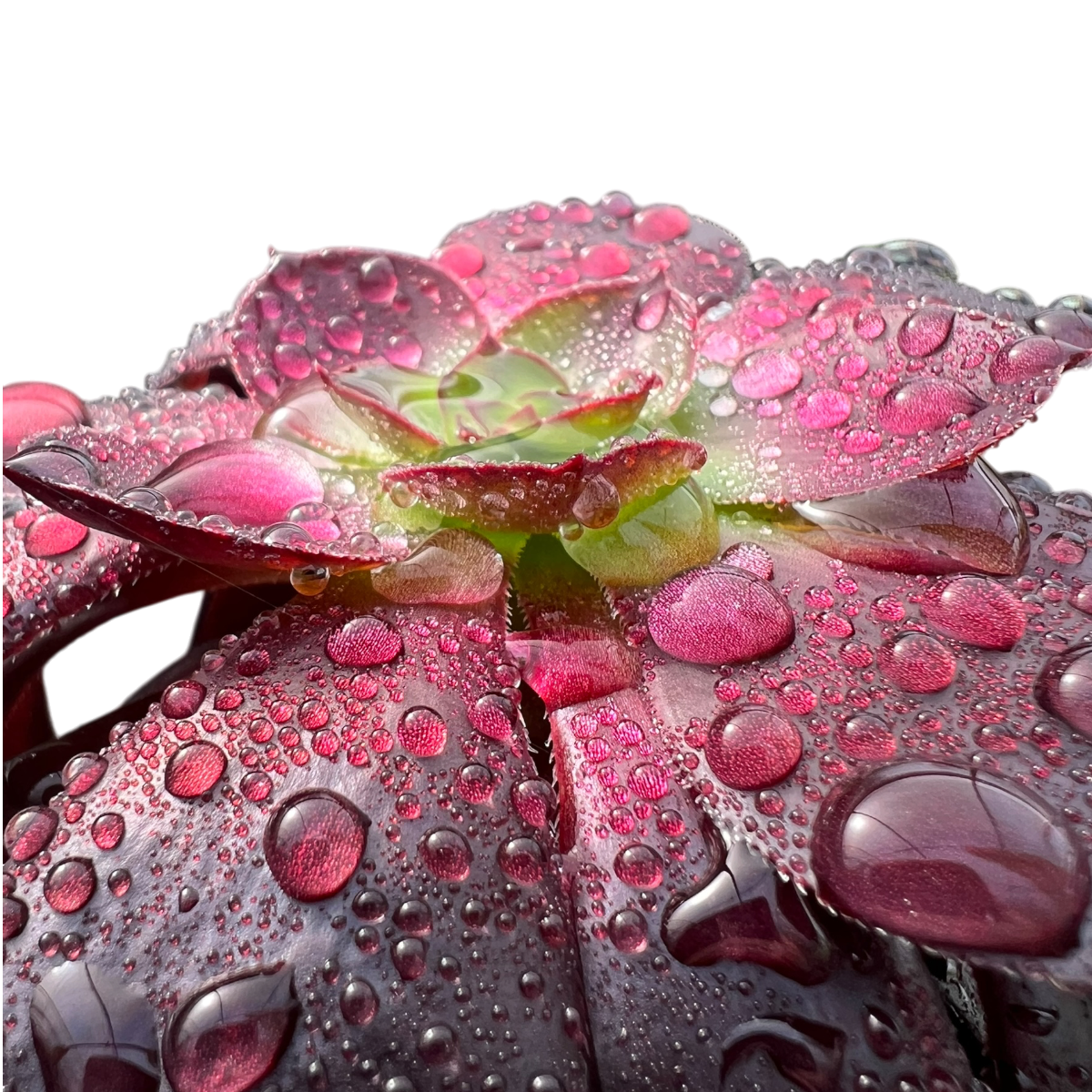 Aeonium 'Blood'
