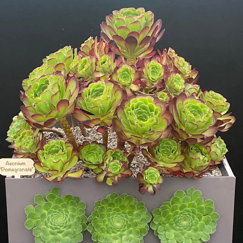 succulent pomegranate Aeonium 'Pomegranate' – Surreal Succulents