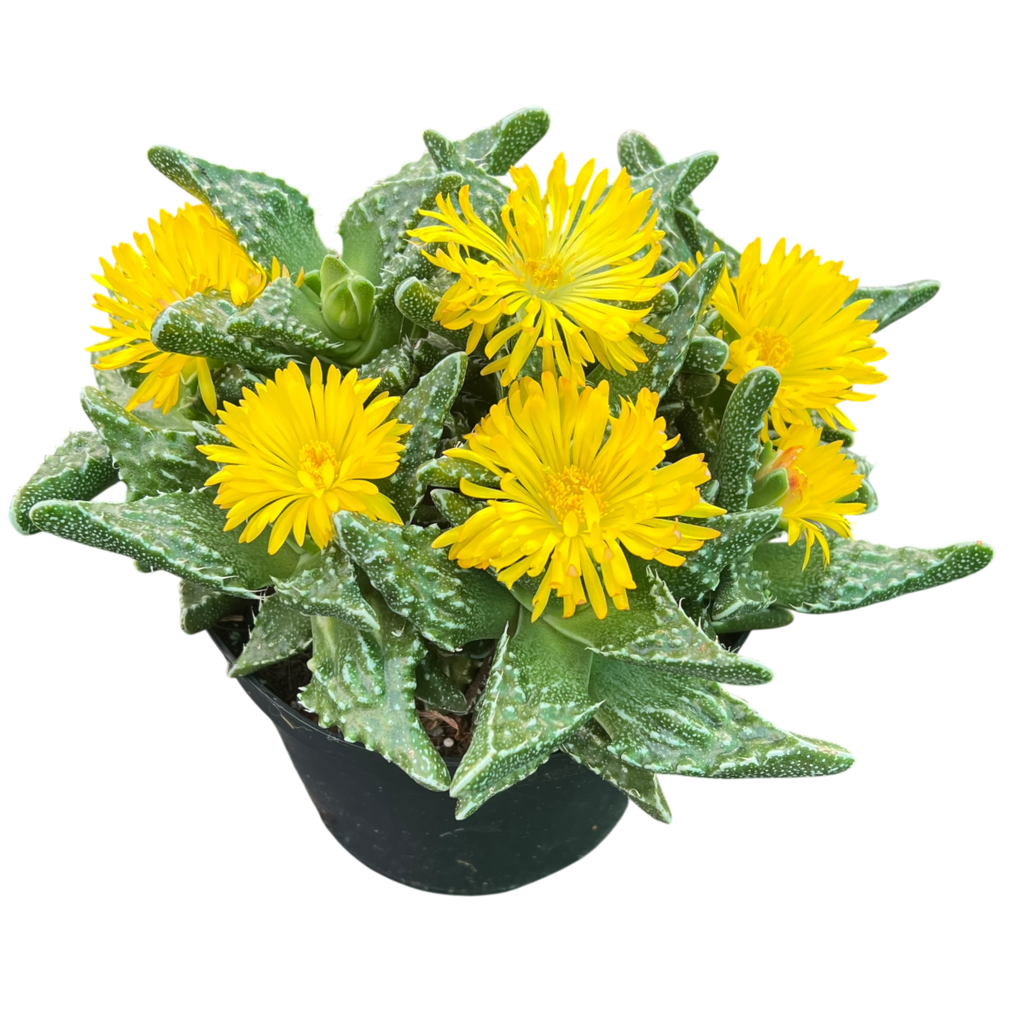 Faucaria tuberculosa