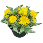 Faucaria tuberculosa