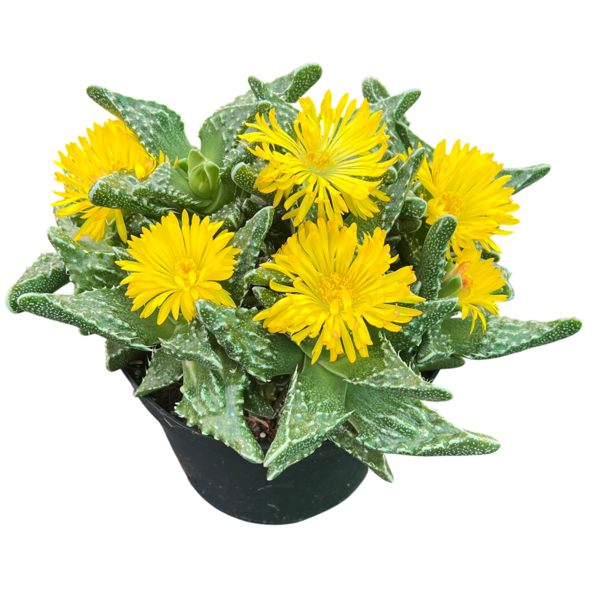 Faucaria tuberculosa