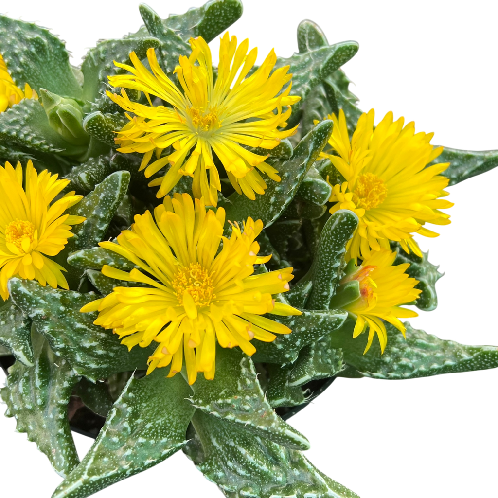 Faucaria tuberculosa