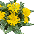 Faucaria tuberculosa