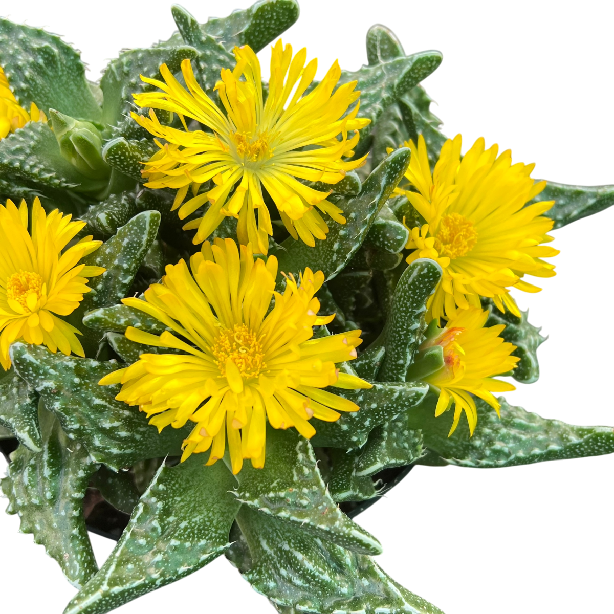 Faucaria tuberculosa