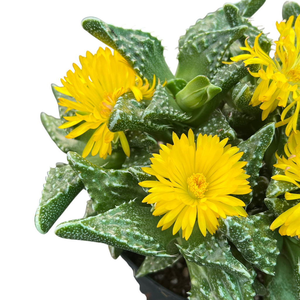 Faucaria tuberculosa