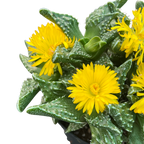 Faucaria tuberculosa