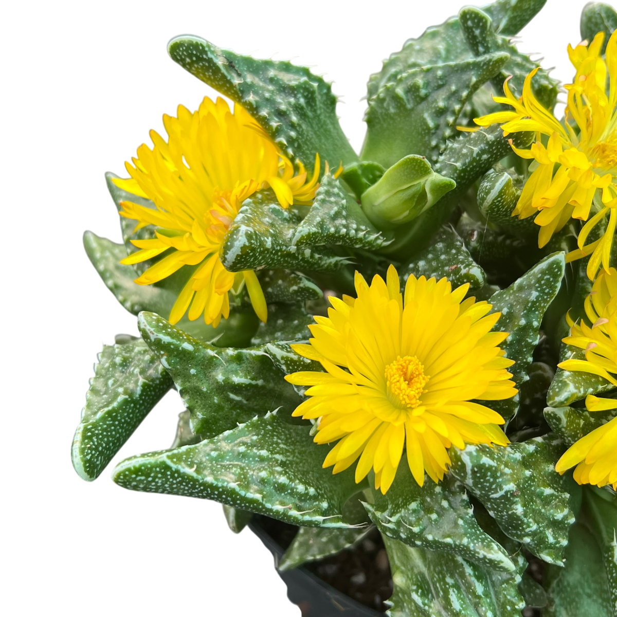 Faucaria tuberculosa