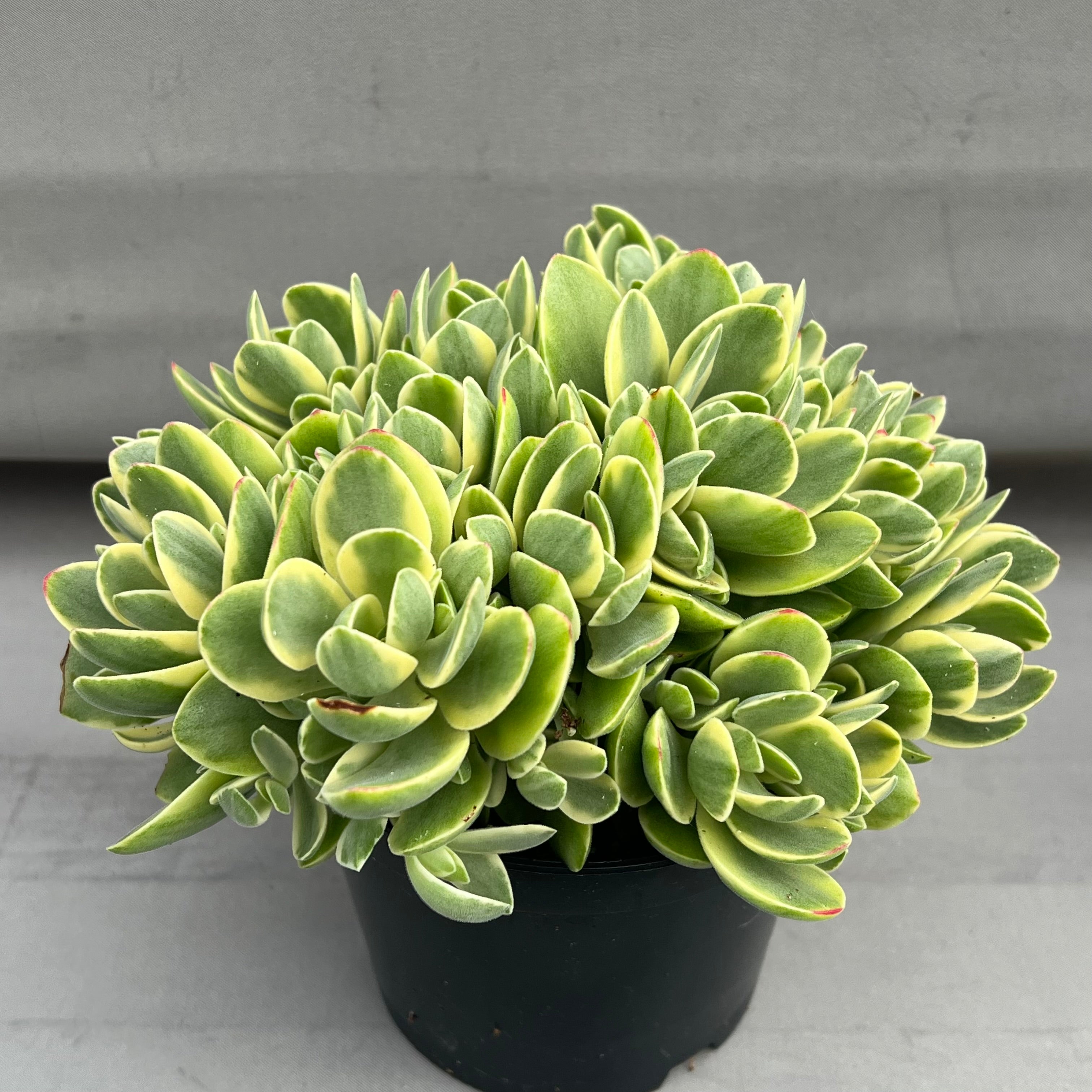 Crassula 'Money Maker' variegata