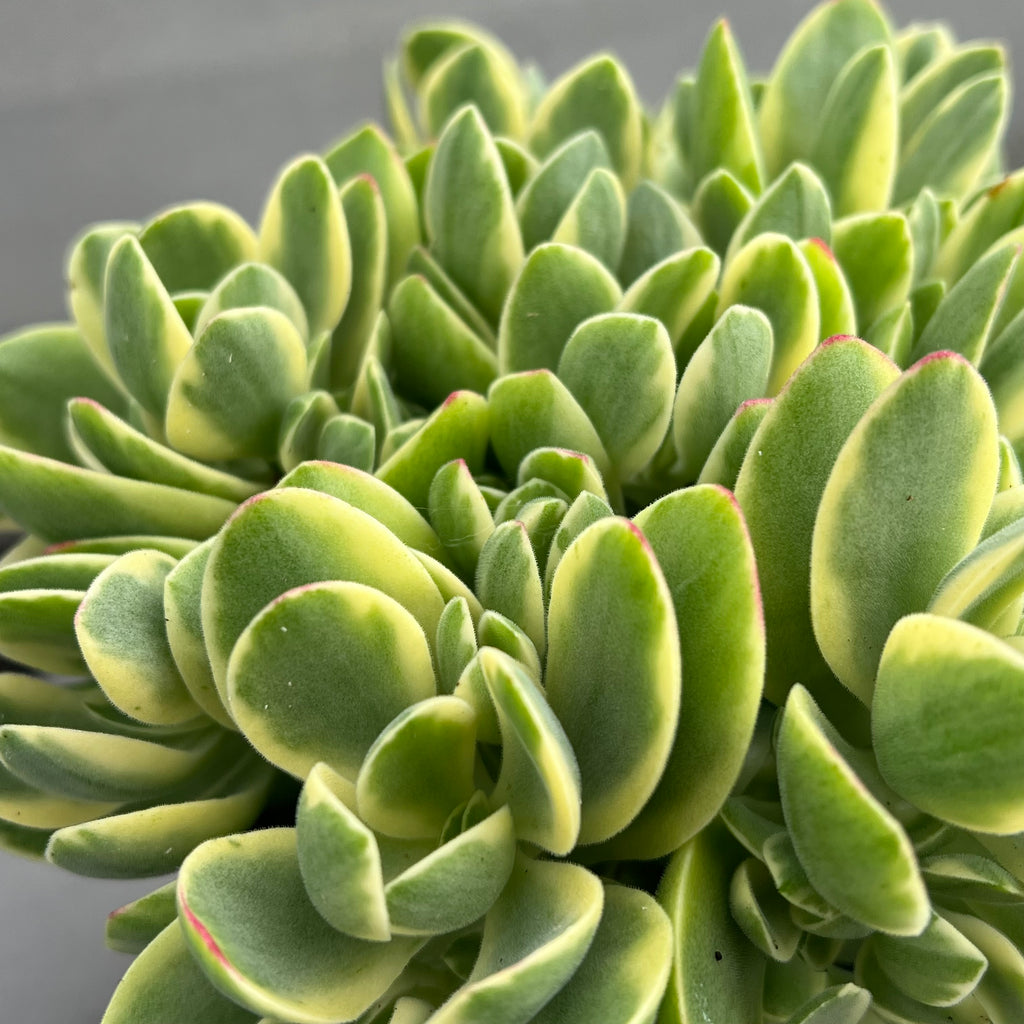 Crassula 'Money Maker' variegata