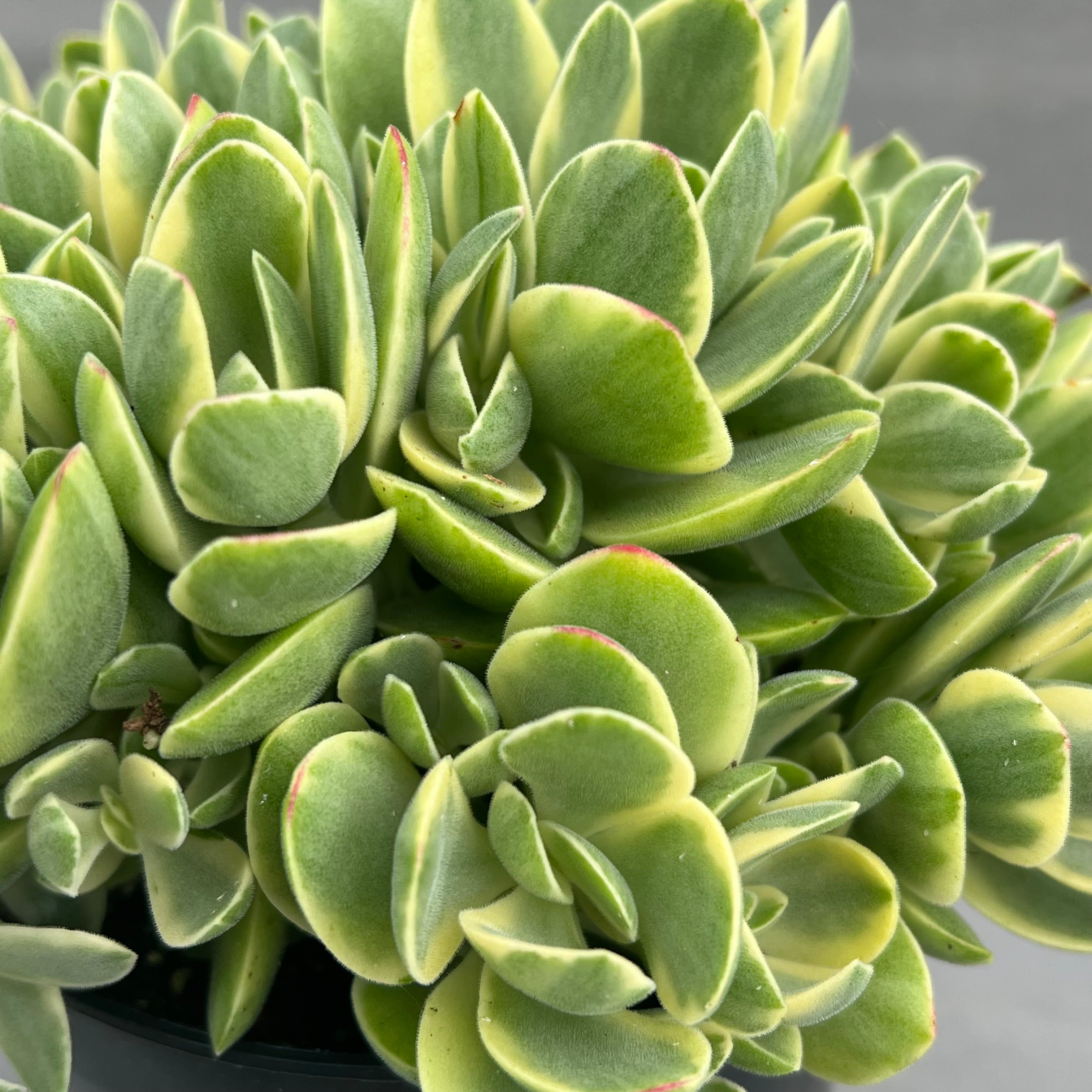 money maker succulent Crassula 'Money Maker' variegata – Surreal Succulents