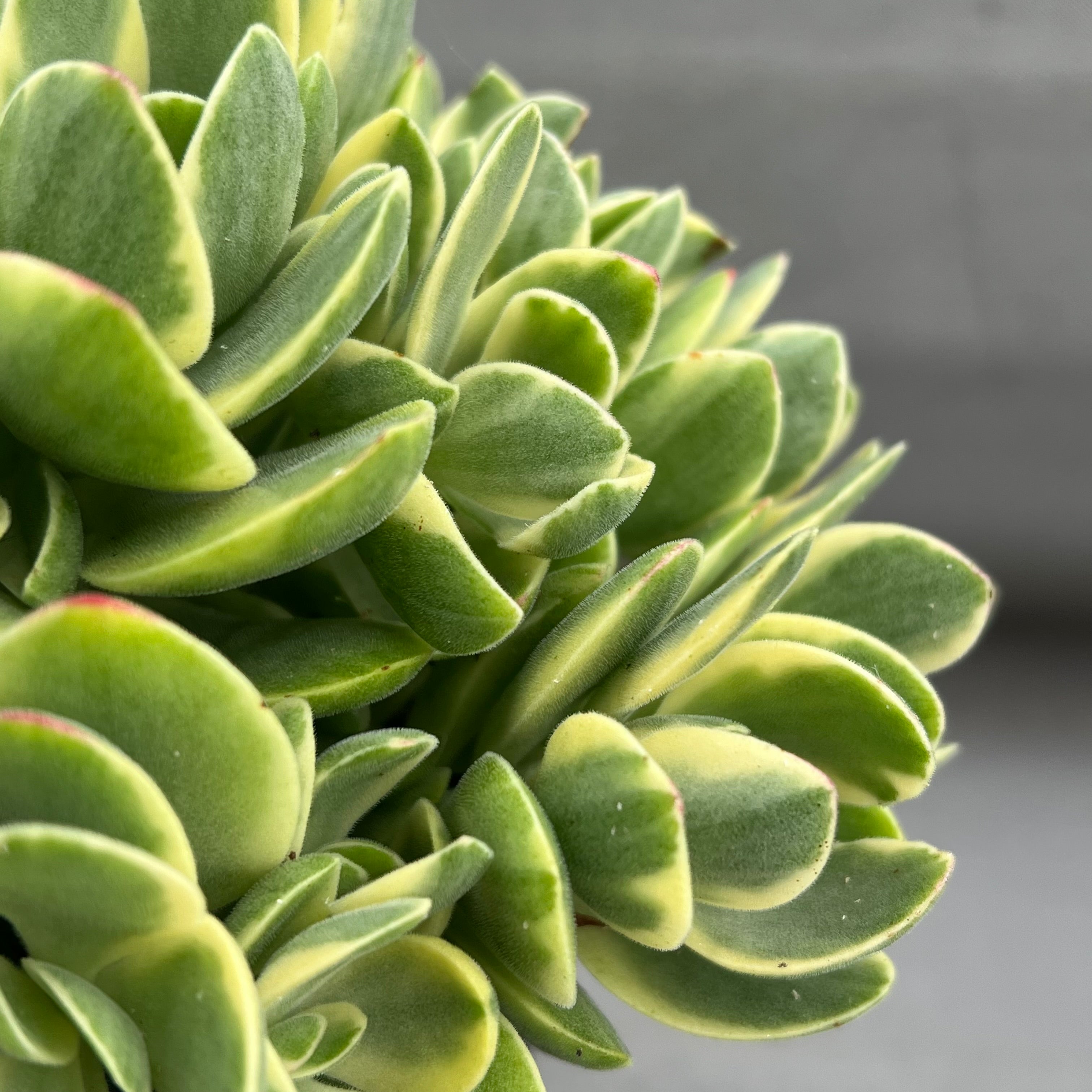 Crassula 'Money Maker' variegata