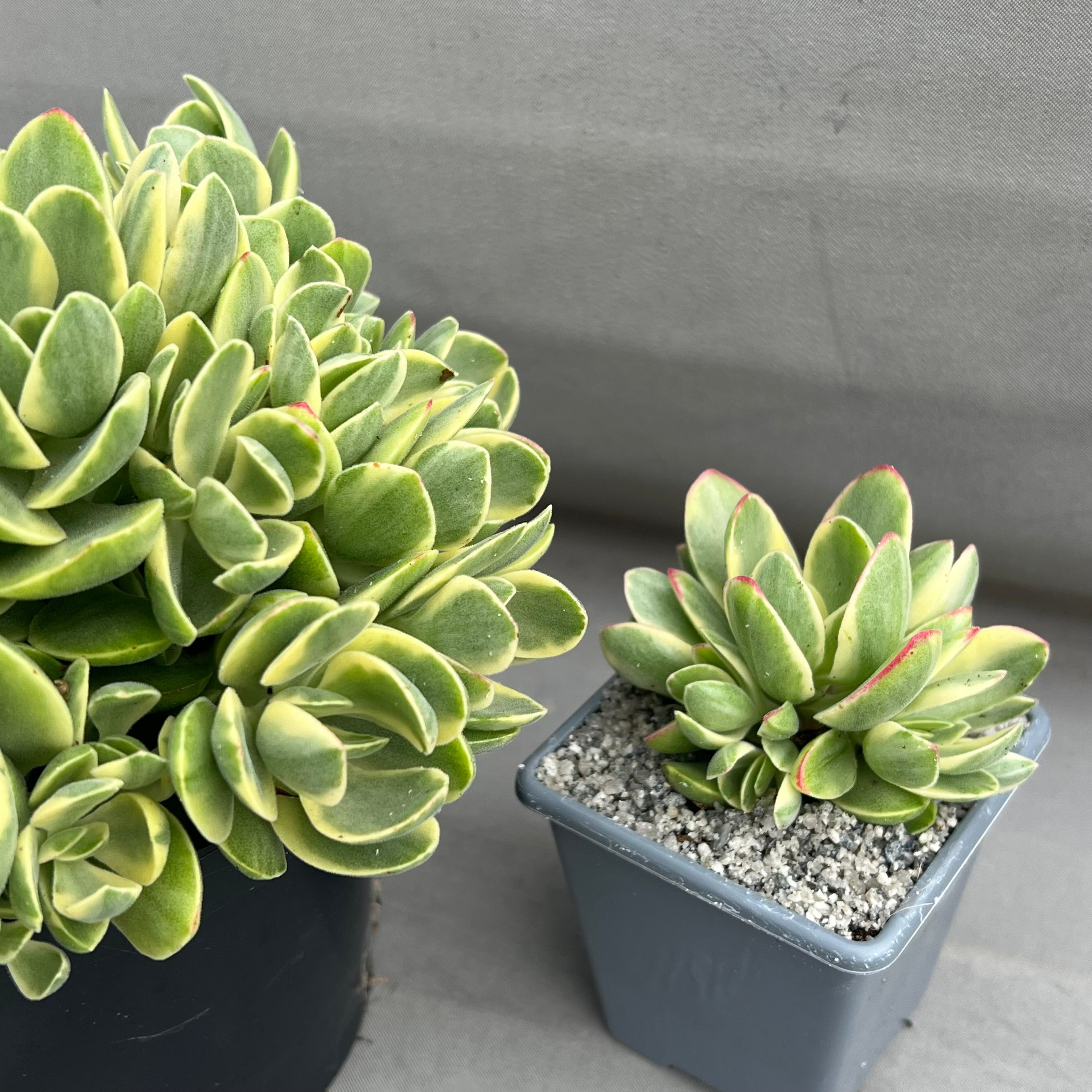 Crassula 'Money Maker' variegata