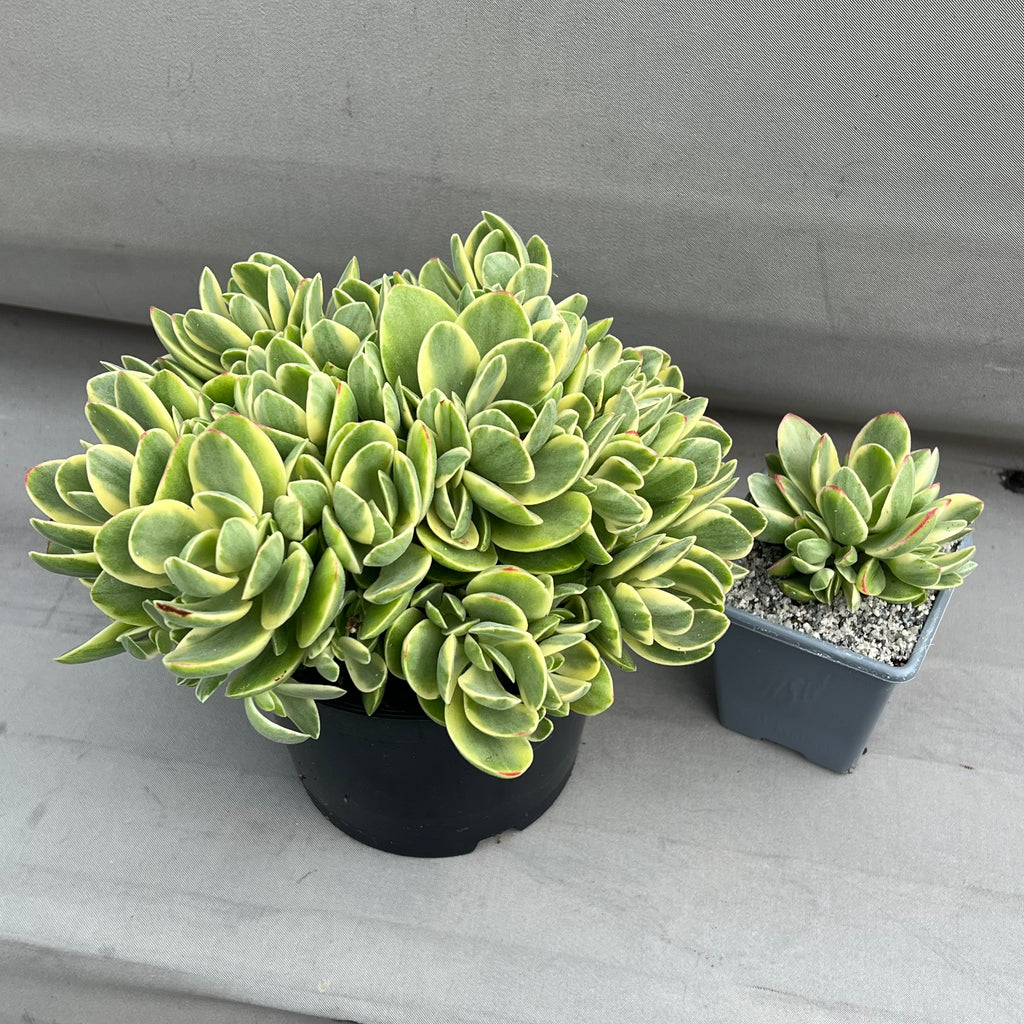 Crassula 'Money Maker' variegata