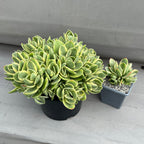 Crassula 'Money Maker' variegata