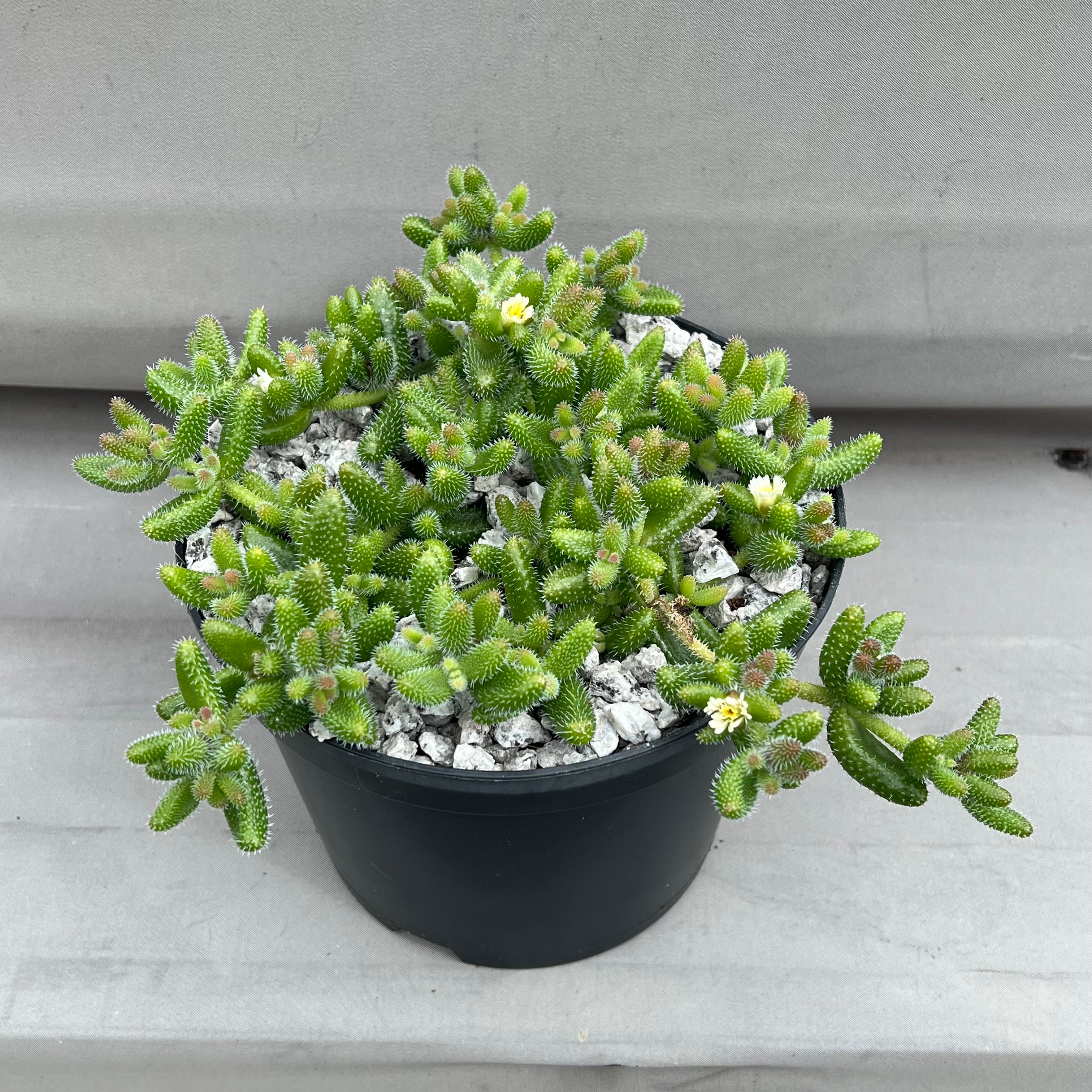 succulent pickle plant Delosperma echinatum