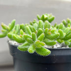Delosperma echinatum | Pickle Plant