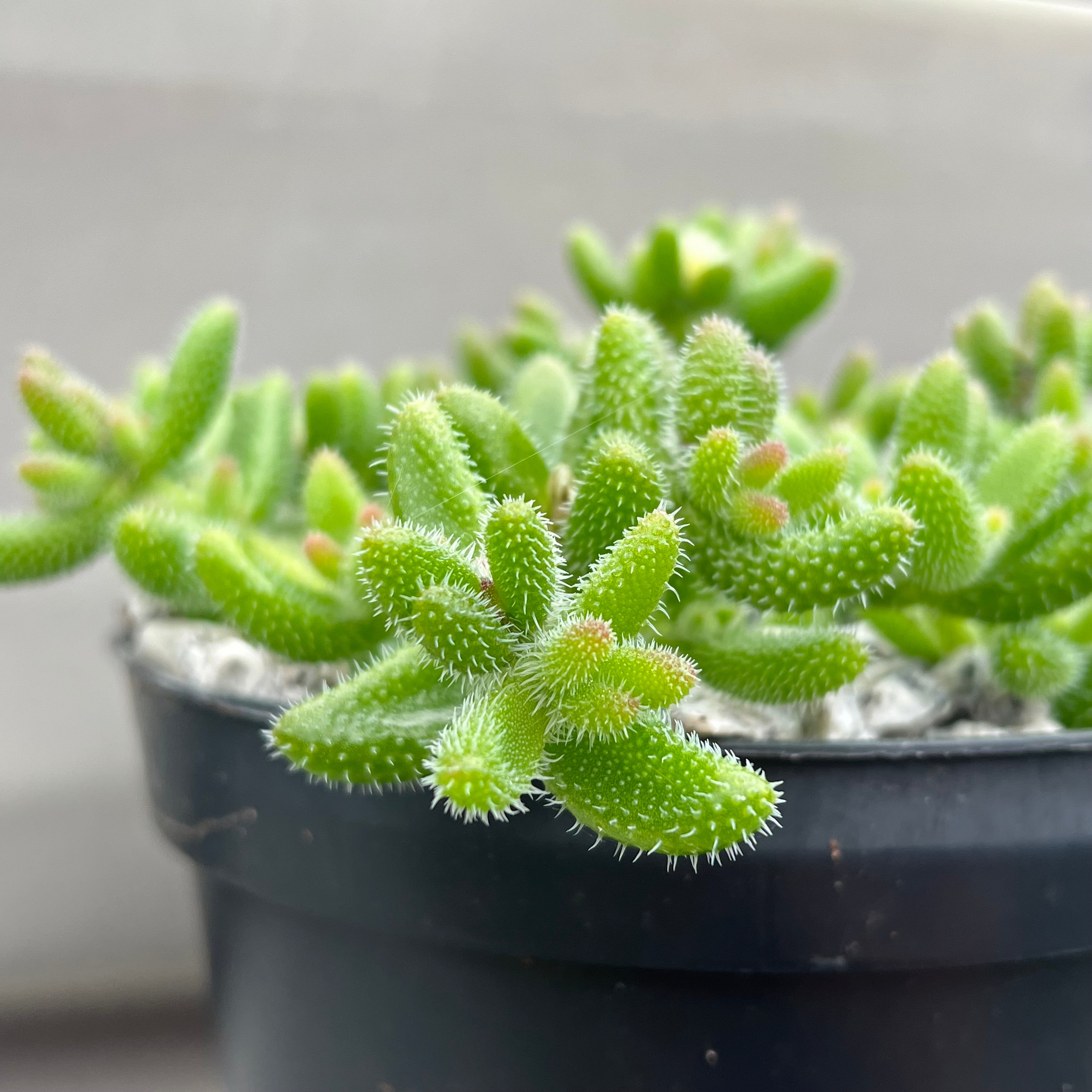 Delosperma echinatum | Pickle Plant