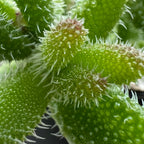 Delosperma echinatum | Pickle Plant