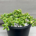 Delosperma echinatum | Pickle Plant