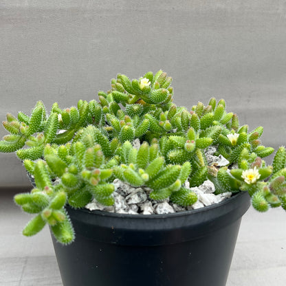 Delosperma echinatum (Pickle Plant)