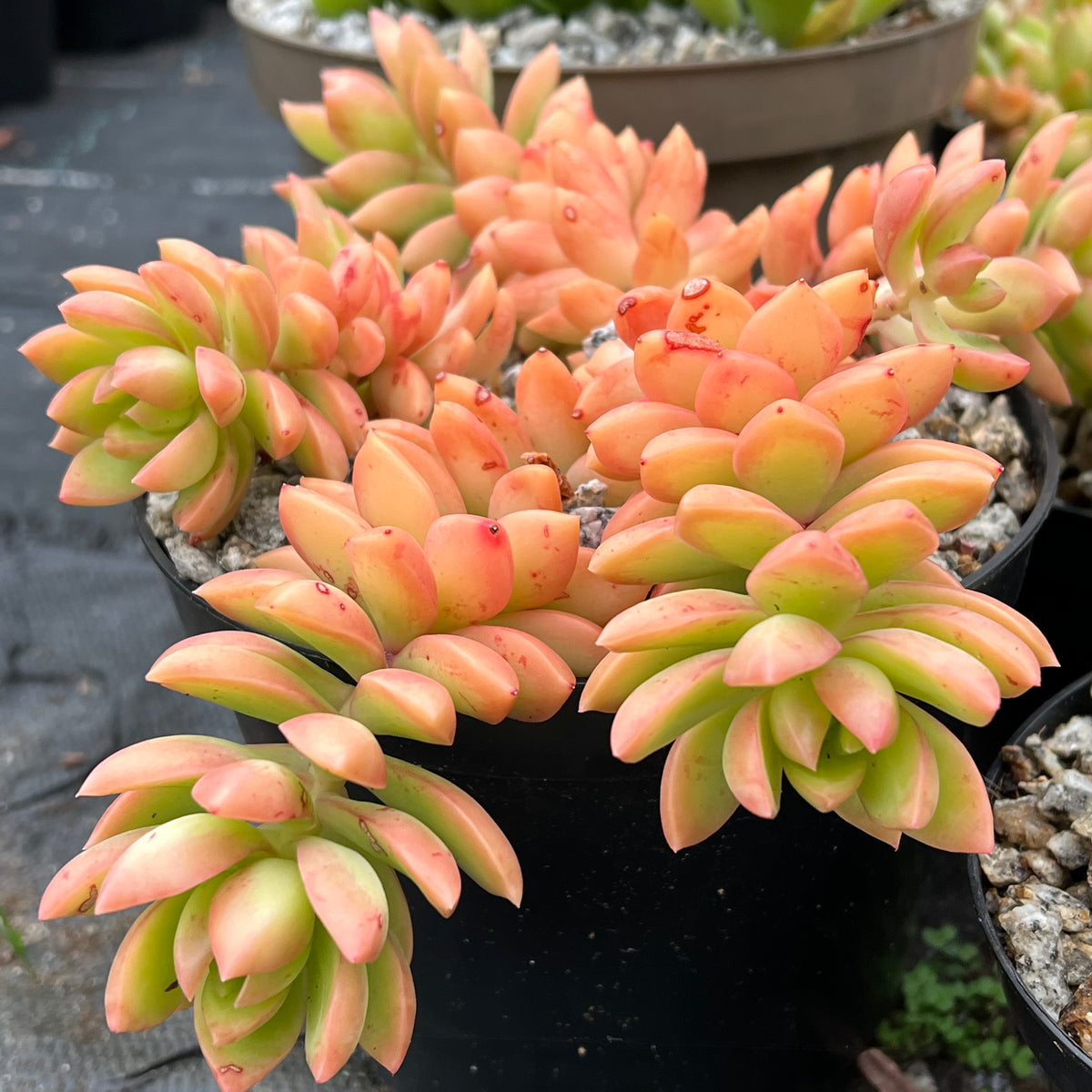 Sedum adolphii