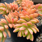 Sedum adolphii