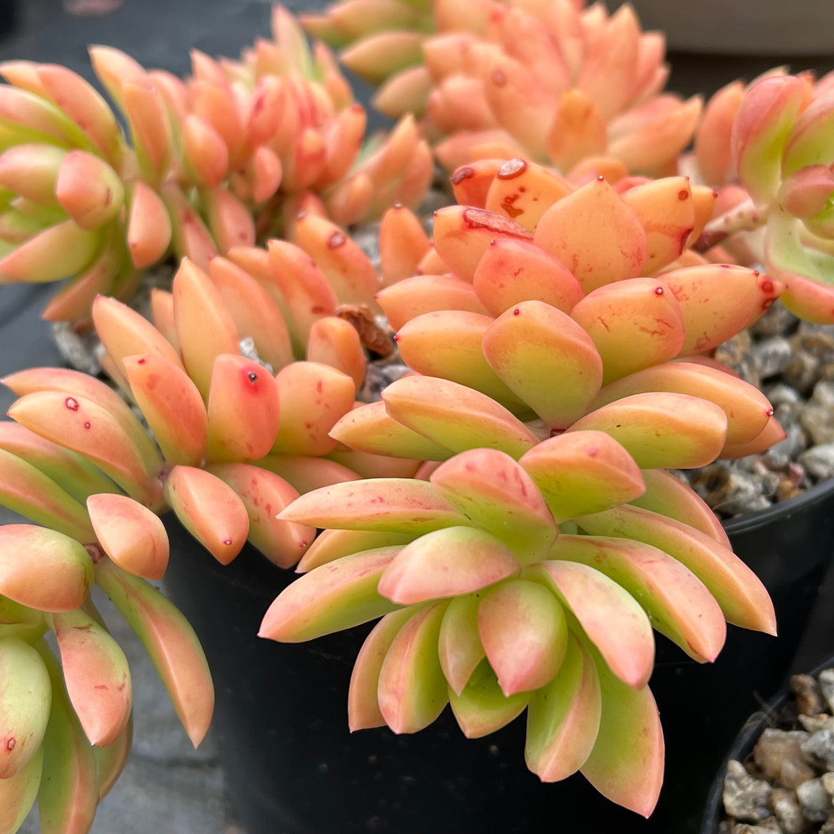 Sedum adolphii