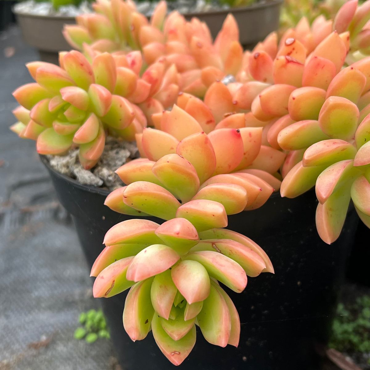Sedum adolphii