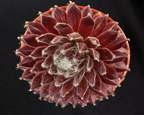 Sempervivum 'In a Twirl'