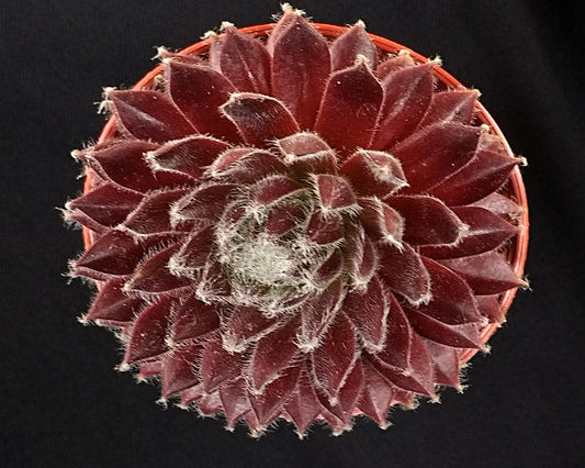 Sempervivum 'In a Twirl'