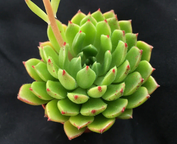 Echeveria 'Jack Fitzgerald'