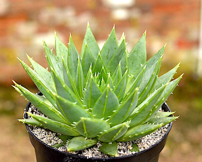 Aloe polyphylla (Spiral Aloe)