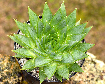 Aloe polyphylla (Spiral Aloe)