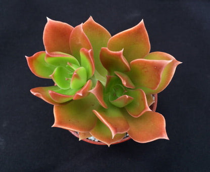 Echeveria tencho