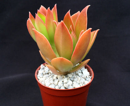 Echeveria tencho