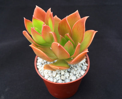 Echeveria tencho