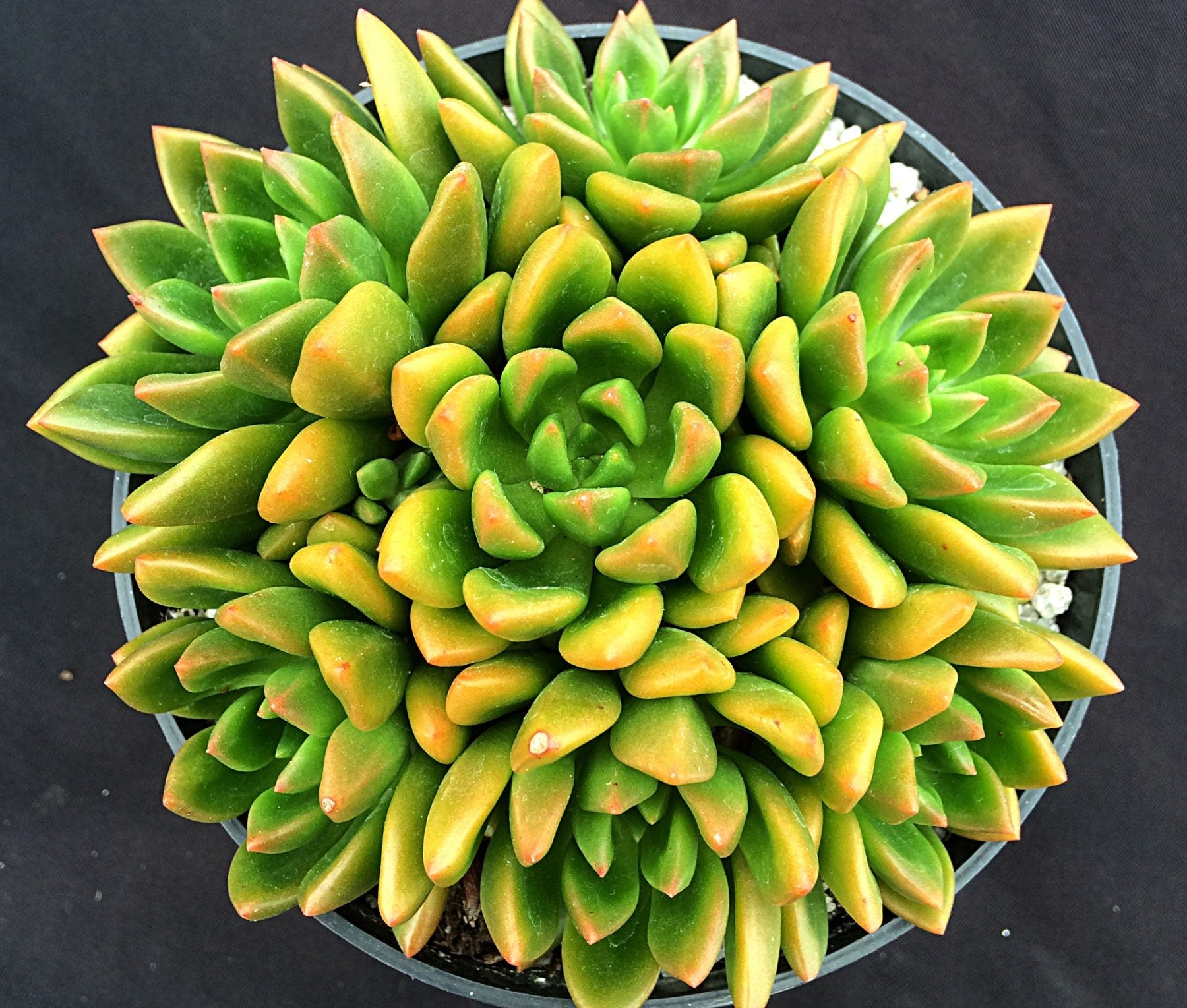 succulent with green and yellow leaves Echeveria 'Lepus' – Surreal Succulents