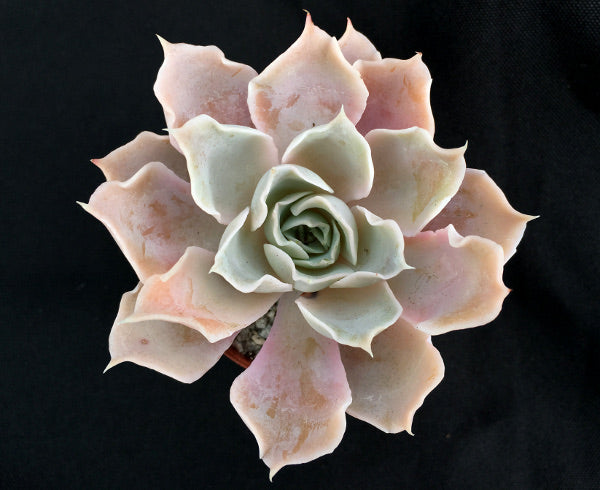 Echeveria lilacina (Frilly Form)