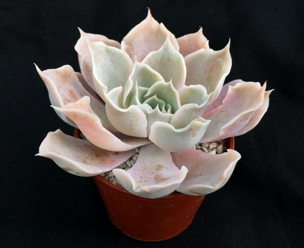 Echeveria lilacina (Frilly Form)