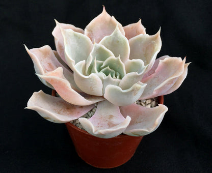 Echeveria lilacina (Frilly Form)