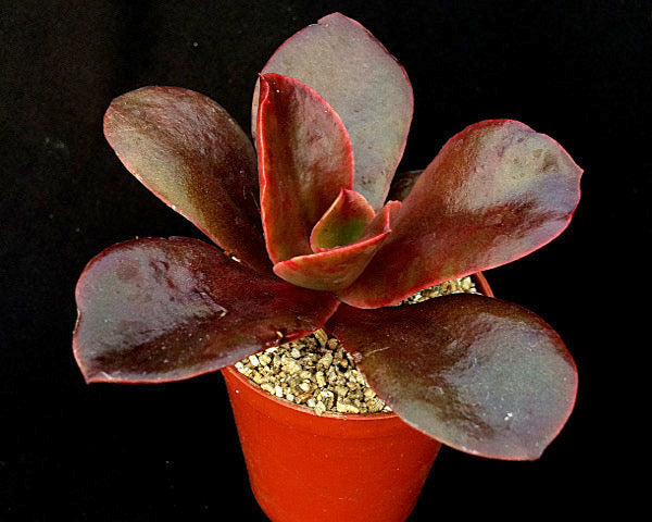 Echeveria 'Mahogany Rose'