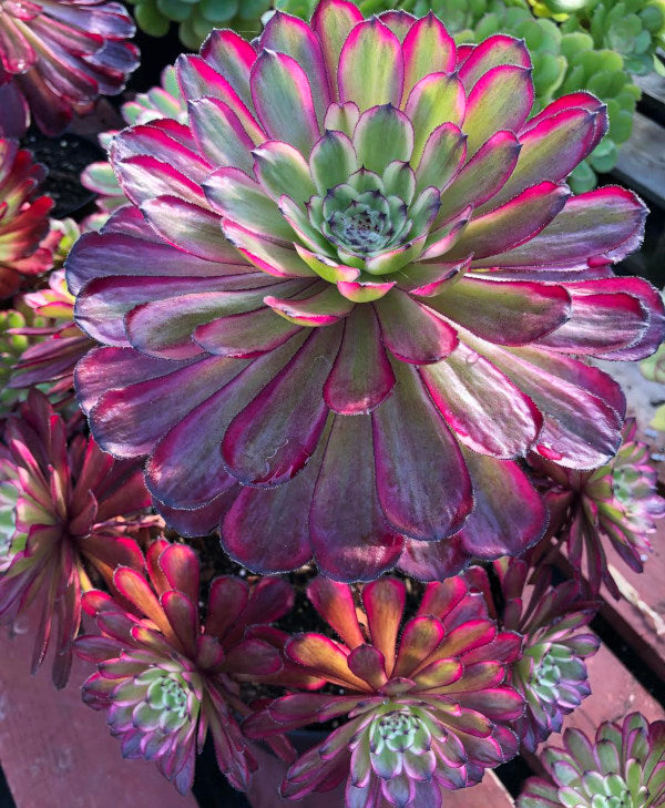 Aeonium 'Mardi Gras'